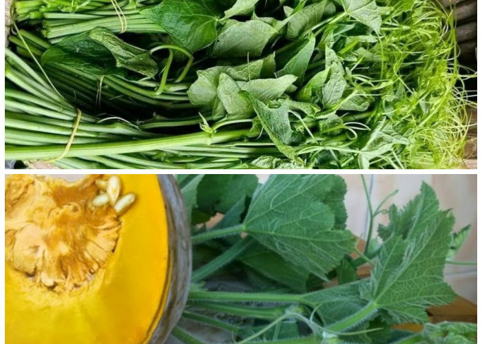 Daun Labu Kuning: Sayuran Sederhana dengan Segudang Khasiat