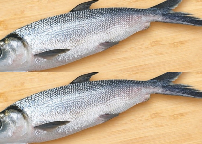 Ketahui Yuk Guys Kandungan Gizi Dan Manfaat Ikan Bandeng Untuk Kesehatan! 