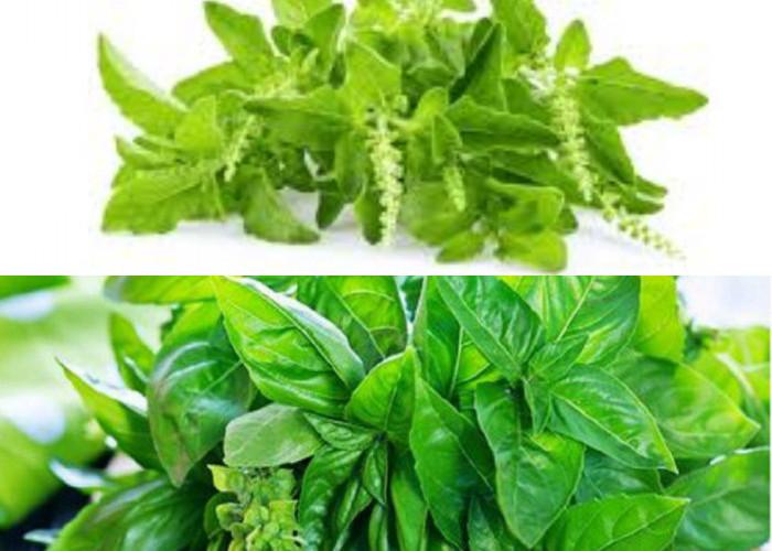 5 Keuntungan Daun Kemangi, Sayur Bergizi yang Tidak Harus Dimasak!