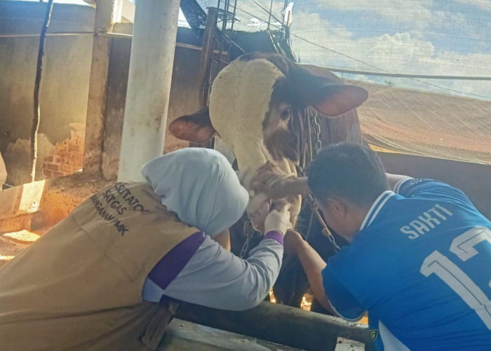 Distan Pantau Penyakit Menular Pada Hewan Qurban di Pagar Alam