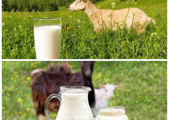 Khasiat Susu Kambing untuk Menjaga Kesehatan Tubuh Secara Alami!