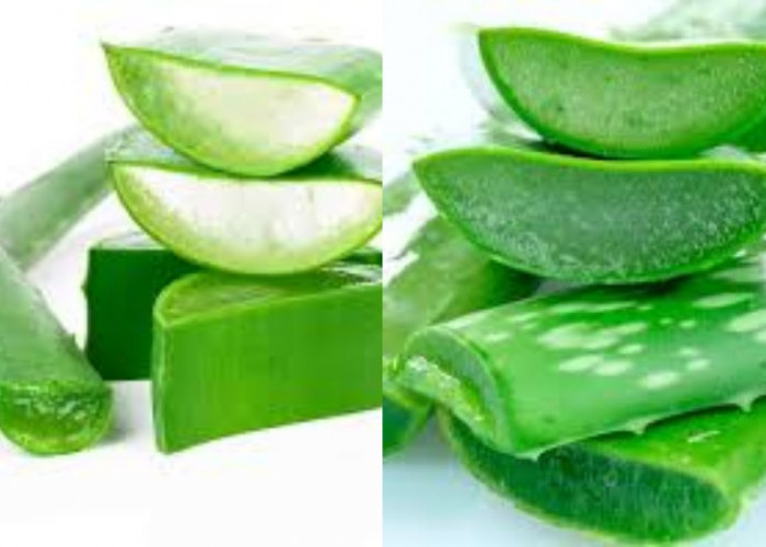 Beragam Manfaat Lidah Buaya Untuk Kesehatan Yang Jarang Diketahui!