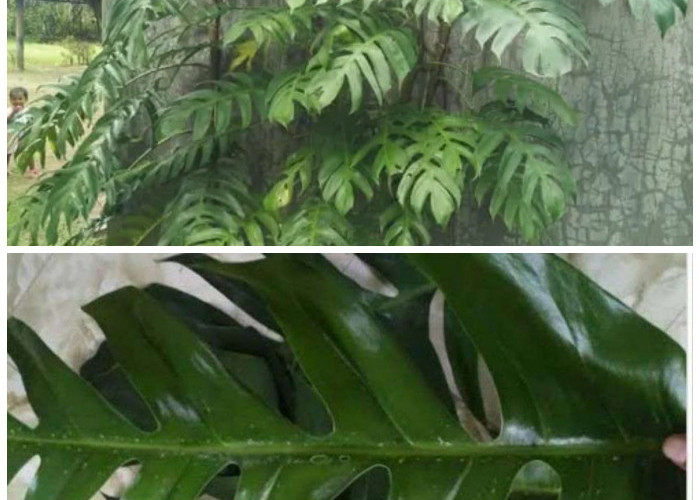 Daun Ekor Naga Ternyata Punya Banyak Khasiat, Herbal Tradisional yang Patut Dicoba!