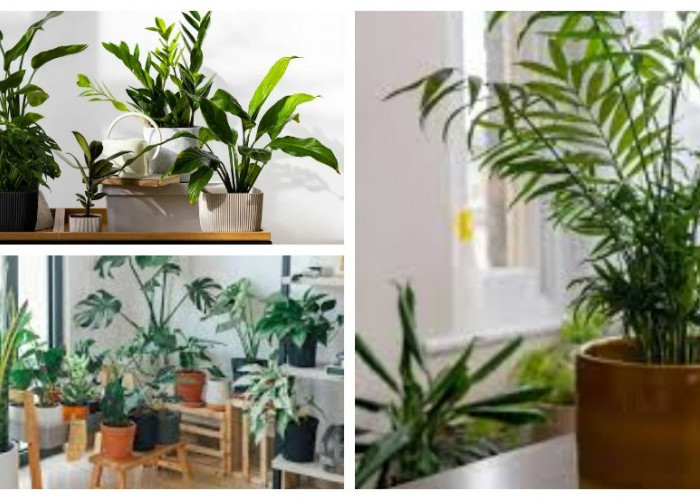 Tak Perlu Semprotan Kimia, 6 Tanaman Hias Ini Efektif Atasi Jamur Indoor!