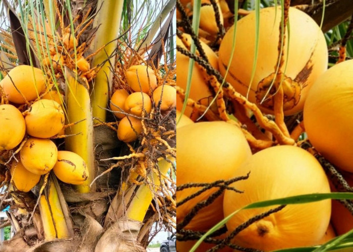 Inilah Manfaat Dan Khasiat Kelapa Muda Kuning, Bagi Kesehatan Tubuh!