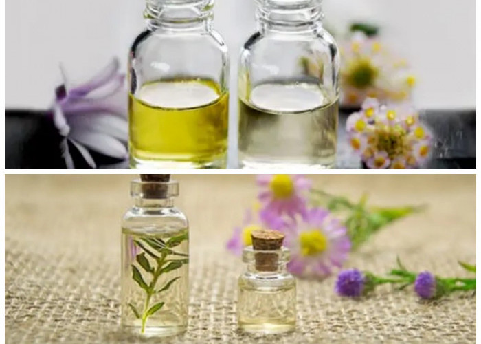 Manfaat Minyak Kayu Putih untuk Kesehatan: Dari Atasi Masuk Angin hingga Redakan Nyeri!