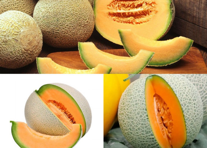 Manfaat Buah Melon sudah banyak dikenal Dalam Mendukung Kesehatan Tubuh!