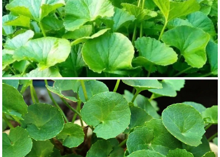 Rahasia Khasiat Daun Pegagan: Tanaman Tradisional yang Terbukti Menyehatkan Tubuh dan Otak!
