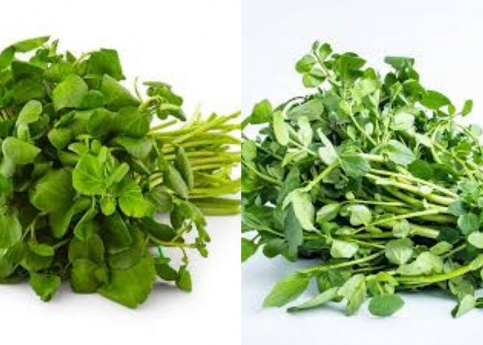 Yuk Intip! 9 Manfaat Selada Air Untuk Kesehatan Yang Jarang Diketahui