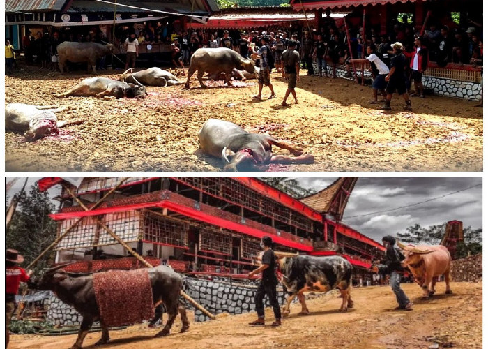 Mengungkap Filosofi di Balik Tradisi Penyembelihan Kerbau Tana Toraja