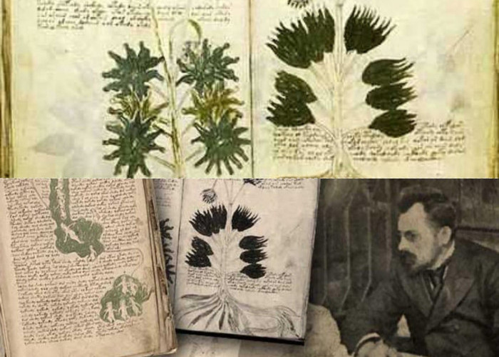 Rahasia Besar di Balik Hilangnya Manuskrip Voynich yang Bikin Sejarawan Garuk Kepala