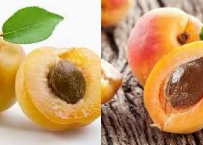 Jarang Diketahui Inilah 6 Manfaat Buah Aprikot Tak Perlu Diragukan Lagi!