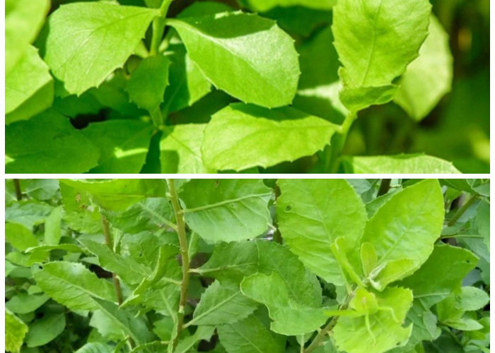 Manfaat Daun Beluntas yang Jarang Diketahui Selain Menstabilkan Gula Darah