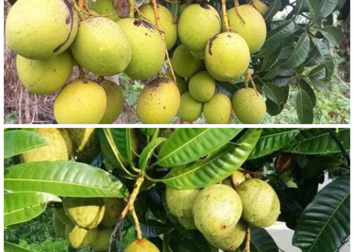 Rahasia Buah Limus untuk Kesehatan Tubuh: Kaya Nutrisi dan Baik untuk Berat Badan!