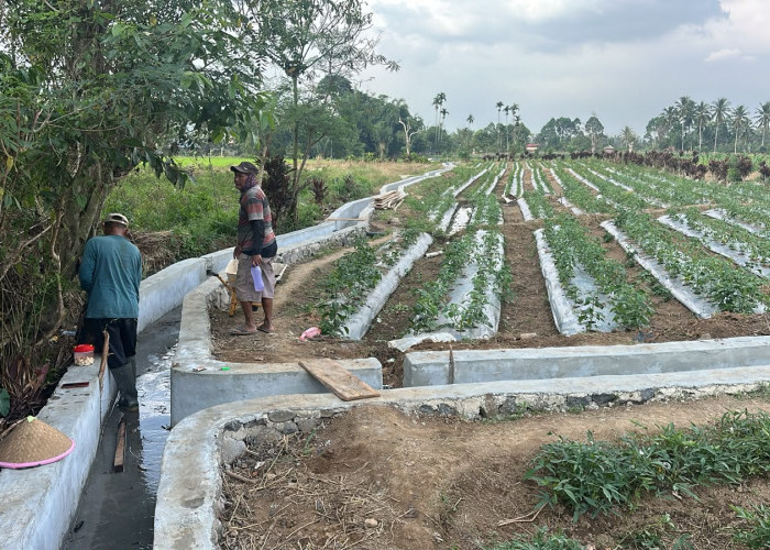 Tingkatkan Produktifitas Panen, Distan Pagar Alam Rehabilitasi 16 Titik Saluran Irgasi Tersier