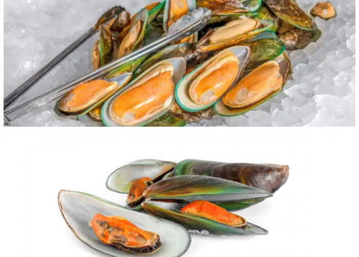 Manfaat Kerang Hijau bagi Kesehatan Tubuh: Sumber Gizi Laut yang Kaya Nutrisi dan Anti-Peradangan Alami!