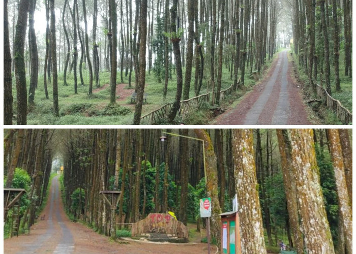 Butuh Spot Liburan Keren? Hutan Pinus Kragilan Siap Jadi Favorit Baru Kamu!