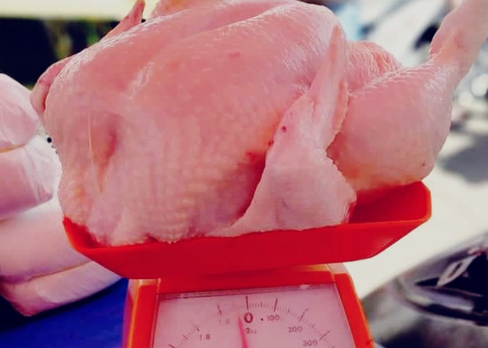 Sepekan Tahun 2023 Harga Ayam di Pagaralam Masih Tinggi