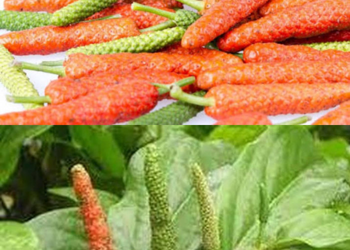  Mengenal Cabe Puyang, Herbal Tradisional dengan Berbagai Khasiat bagi Tubuh