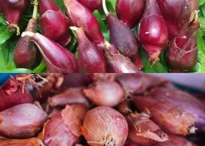 Kaya Kandungan Alami: Ketahui Inilah 7 Manfaat Hebat Bawang Dayak untuk Kesehatan!