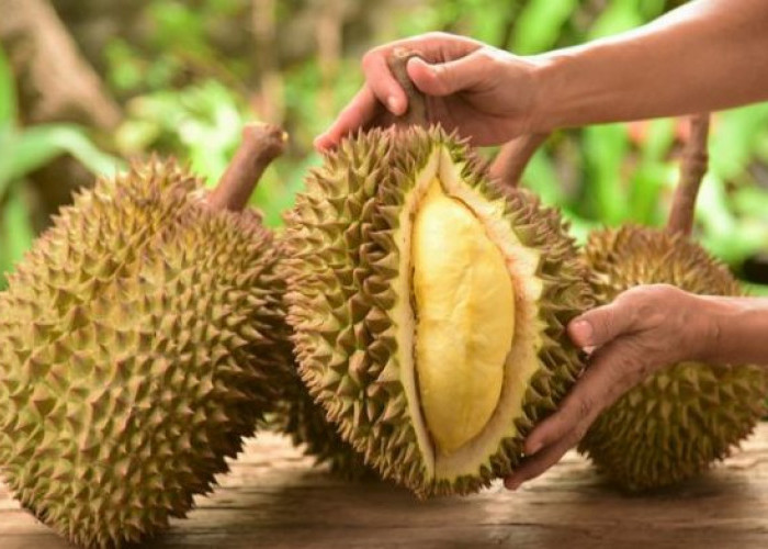 Musim Durian Kembali Hadir, Inilah Lokasi Penghasil Durian Terbesar di Indonesia!