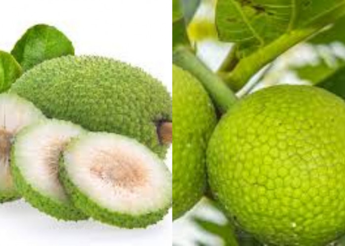 Wajib Tahu Inilah 8 Manfaat Buah Sukun Untuk Kesehatan Tubuh Yang Luar Biasa!