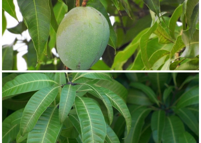 Manfaat Daun Mangga untuk Kesehatan: Tidak Kalah Hebat dari Buahnya!