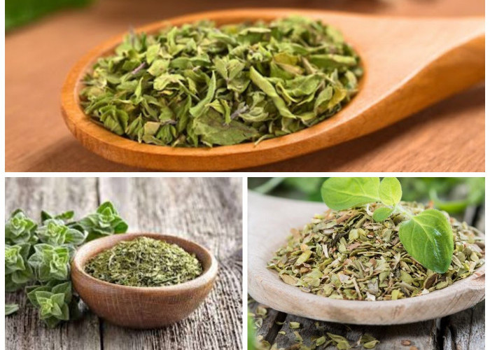 Inilah 6 Manfaat Oregano bagi Kesehatan, Herbal Aromatik dengan Segudang Khasiat!