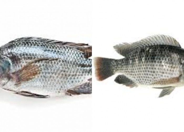 Meningkatkan Fungsi Otak Teryata Ini Guys Manfaat Dari Ikan Mujair Untuk Kesehatan!