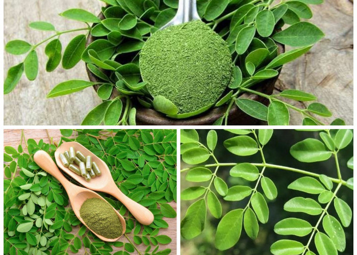 Mengenal Manfaat Daun Kelor bagi Kesehatan Tubuh yang Optimal!