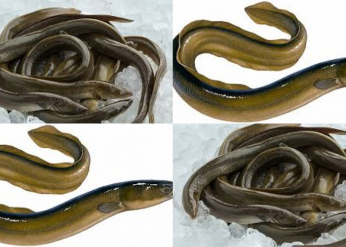 Jarang Diketahui! Inilah Manfaat Ikan Sidat Untuk Kesehatan Tubuh Yang Luar Biasa