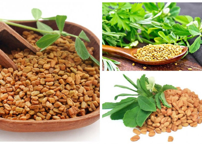 Fenugreek, Bahan Herbal yang Memiliki Segudang Manfaat dan Khasiat!