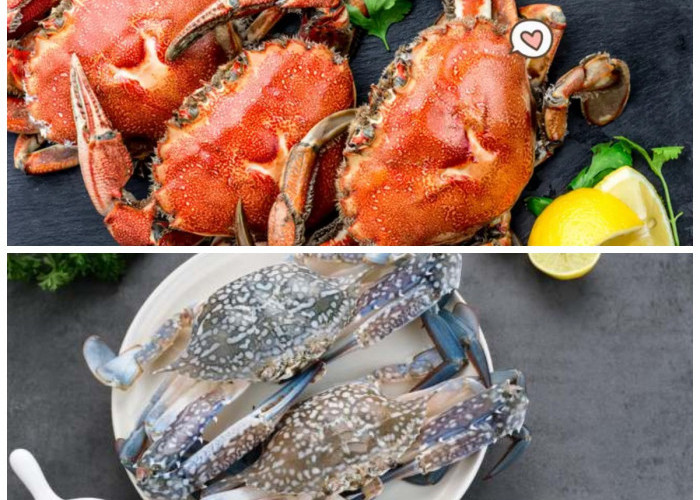 Manfaat Rajungan: Kaya Nutrisi, Bikin Tubuh Bugar dan Tampak Lebih Muda