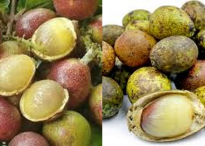 Mengenal 7 Manfaat Buah Matoa Bagi Kesehatan Tubuh Yang Luar Bisa!