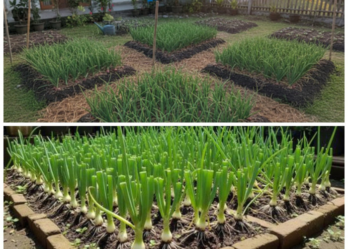 Lahan Sempit, Hasil Melimpah: Cara Menanam Bawang Merah di Pekarangan 2×2 m