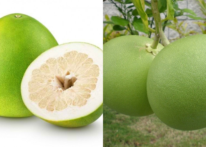 Darah Tinggi? Wajib Cobain Manfaat Jeruk Bali Untuk Kesehatan Dibawah Ini