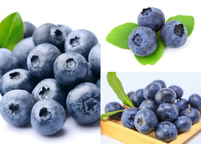 Blueberry menjadi Super Food, Buah ini Mengandung Nutrisi yang baik dan Bermanfaat untuk Kesehatan!