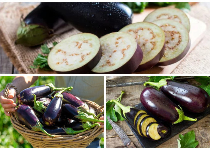 Manfaat Terong bagi Kesehatan Tubuh: Dari Menjaga Jantung Hingga Meningkatkan Kesehatan Otak!