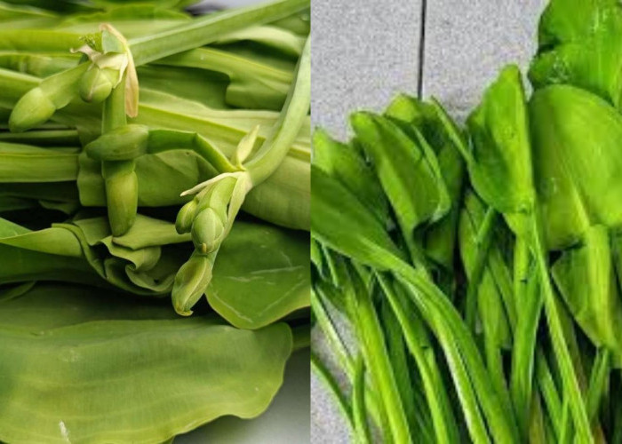 Manfaat Genjer untuk Kesehatan, Sayuran Sederhana dengan Kandungan Gizi Tinggi!