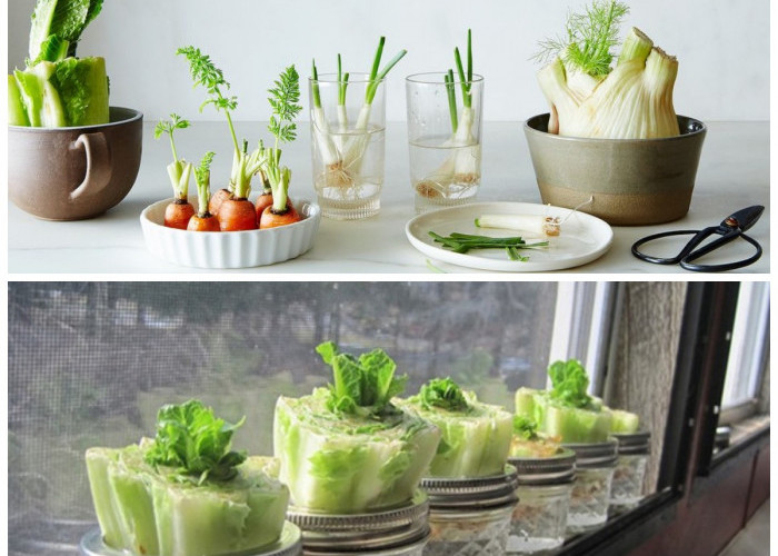  Cara Hemat: 7 Sayuran yang Bisa Tumbuh Lagi Hanya Bermodal Air