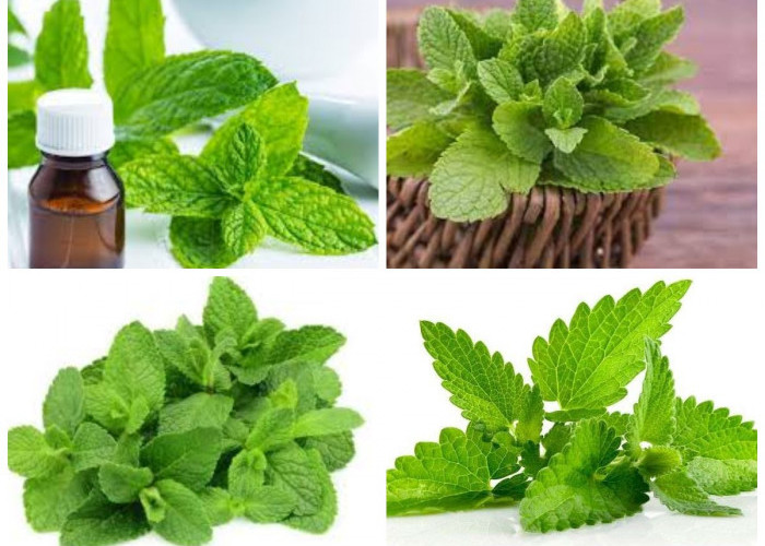 Selain Bisa Jadi Bahan Masakan? Inilah Berbagai Kandungan Nutrisi  dan Manfaat Daun mint