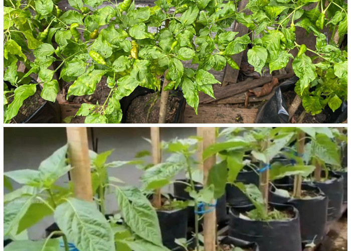 Panduan Praktis Menanam Cabai Rawit Hijau di Polybag agar Tumbuh Subur dan Berbuah Banyak