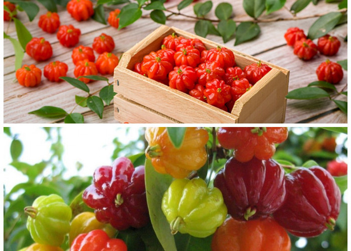 Mengenal Buah Dewandaru dan Beragam Manfaatnya bagi Kesehatan