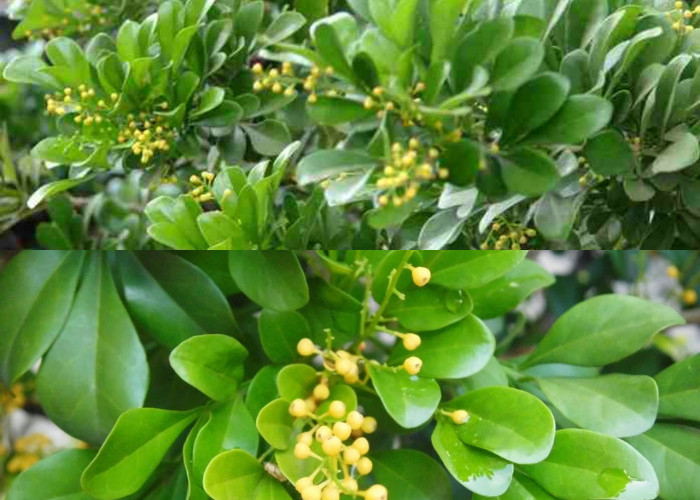 8 Kegunaan Daun Pacar untuk Kesehatan dan Kecantikan!