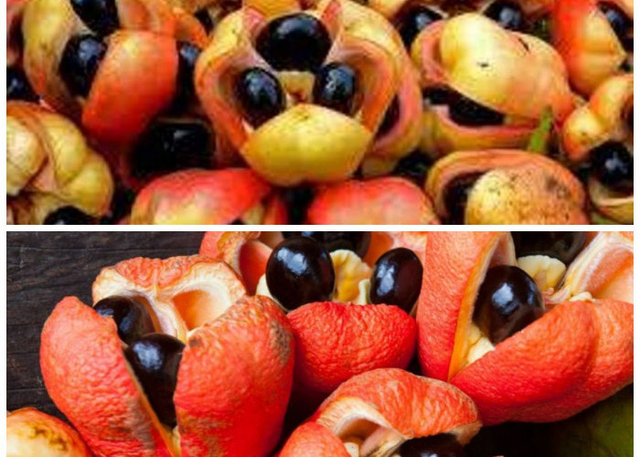 Mengenal Buah Ackee, Kuliner Unik Jamaika yang Nikmat tetapi Harus Diolah dengan Benar