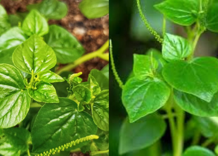 Wajib Diketahui, Beragam Manfaat dari Sirih Cina dan Cara Mengonsumsinya!