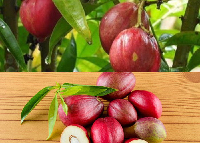  5 Manfaatnya Mahkota Dewa,untuk Kesehatan Tubuh yang Haru anda Ketahui!