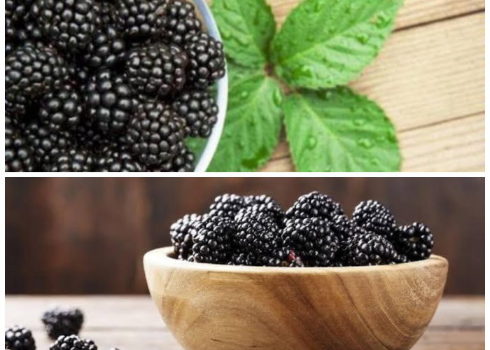 Blackberry, Buah Mungil Penuh Manfaat: Kaya Antioksidan dan Baik untuk Kesehatan Tubuhmu!