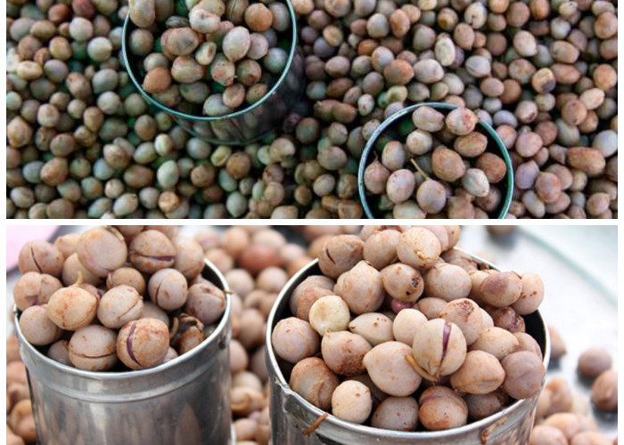 Rahasia Kesehatan dari Kacang Bogor: Kandungan Nutrisi dan Manfaatnya untuk Tubuh