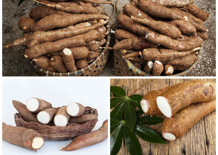 Manfaat Singkong bagi Kesehatan Tubuh: Sumber Energi Alami dengan Segudang Nutrisi!